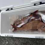 大鯛注意報からのハリス切れ2回