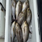 IMG_1517